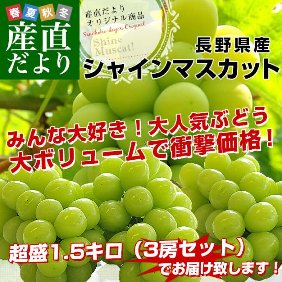 長野県産 シャインマスカット　約1,5キロ（３房）送料無料 ぶどう ブドウ 種なしぶどう02