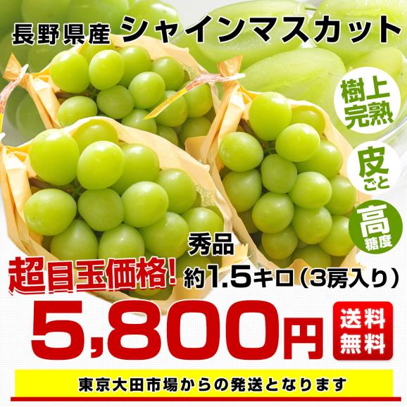 長野県産 シャインマスカット 秀品 約1.5キロ（3房）送料無料 ぶどう ブドウ 種なしぶどう03