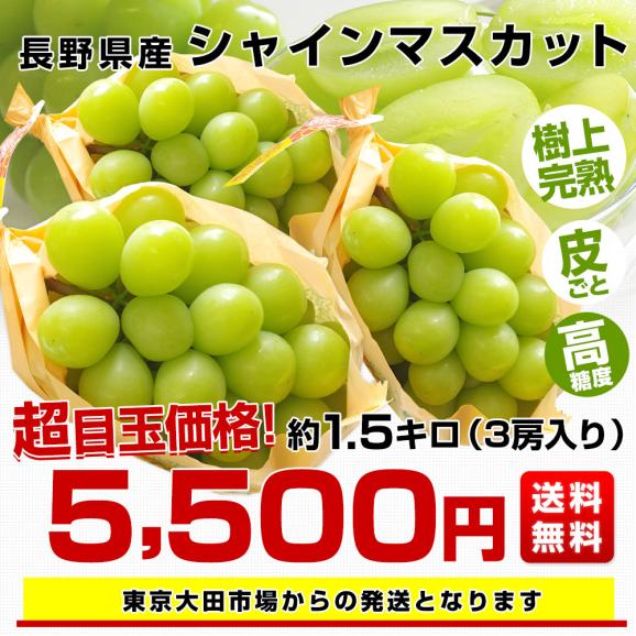長野県産 シャインマスカット　約1,5キロ（３房）送料無料 ぶどう ブドウ 種なしぶどう03