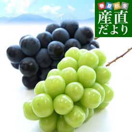 山梨県産 JAフルーツ山梨 塩山支所 シャインマスカット＆種なし巨峰 2Lサイズ 各1房 合計900g前後 送料無料 ぶどう 葡萄 ブドウ ぶどうセット 詰め合わせ 食べ比べ