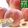 山梨県産 JAフルーツ山梨 春日居支所 春日居の桃 秀品以上 (品種：幸茜、さくら白桃)  1.8キロ以上(5玉から6玉) 送料無料 もも モモ ピーチ