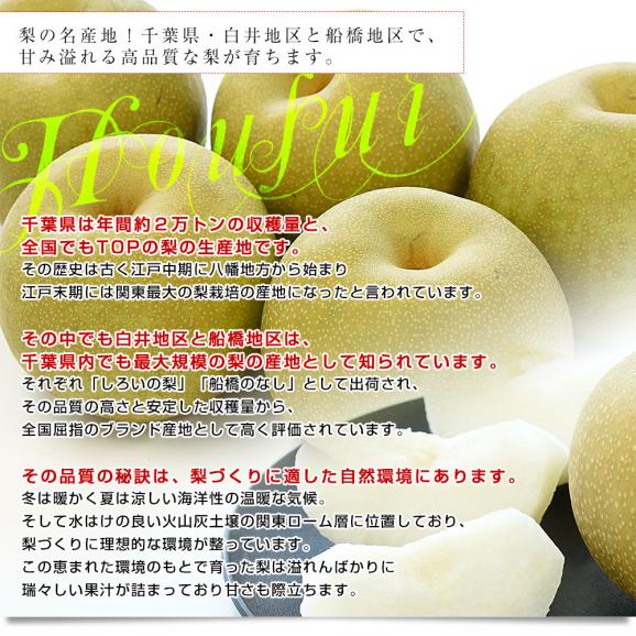 千葉県産 白井＆船橋の豊水梨 優品以上 約2キロ（5玉から6玉）送料無料 梨 なし ナシ 豊水 ほうすい05