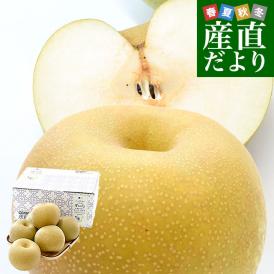 鳥取県産 JA全農鳥取 新甘泉梨 約1.8キロ（5玉から6玉入り）送料無料 しんかんせんなし 梨 ナシ