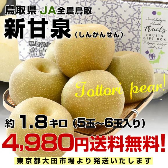 鳥取県産 JA全農鳥取 新甘泉梨 約1.8キロ（5玉から6玉入り）送料無料 しんかんせんなし 梨 ナシ03