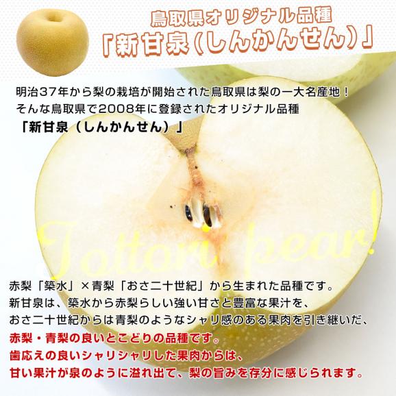 鳥取県産 JA全農鳥取 新甘泉梨 約1.8キロ（5玉から6玉入り）送料無料 しんかんせんなし 梨 ナシ04