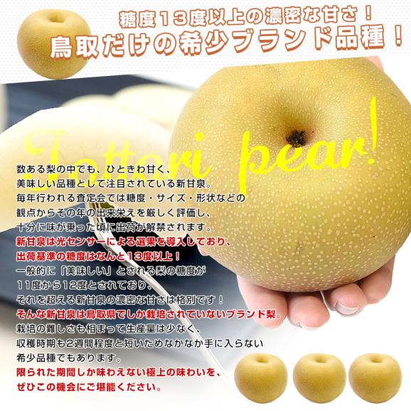 鳥取県産 JA全農鳥取 新甘泉梨 約1.8キロ（5玉から6玉入り）送料無料 しんかんせんなし 梨 ナシ05