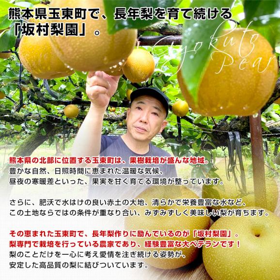 熊本県から産地直送 玉東町 坂村梨園 玉東梨 豊水またはあきづき 秀品 約3キロ（8玉から10玉）送料無料 なし ナシ 豊水 ほうすい 秋月05