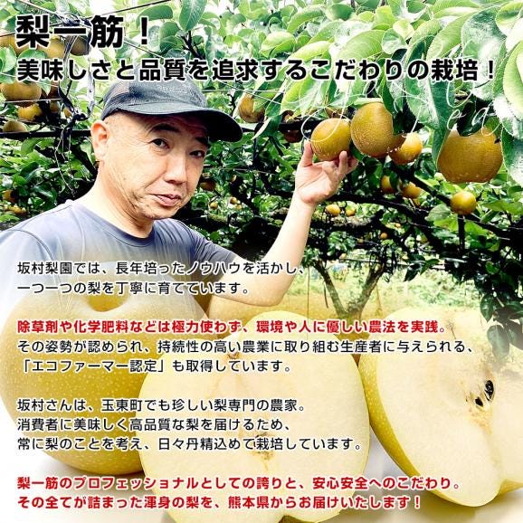 熊本県から産地直送 玉東町 坂村梨園 玉東梨 あきづき 秀品 約3キロ（8玉から10玉）送料無料 なし ナシ 秋月06