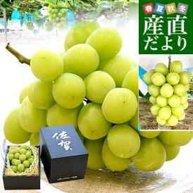 佐賀県より産地直送 JAさが みどり地区 篤農家グループのシャインマスカット 1房 約550g 化粧箱 送料無料  from九州 ぶどう 葡萄 マスカット