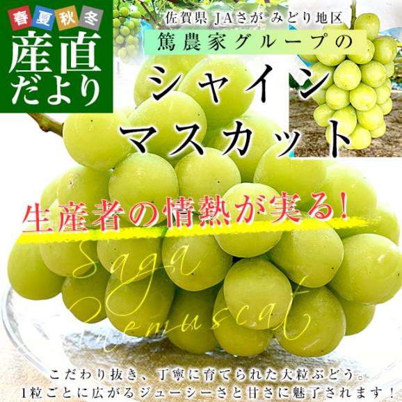 佐賀県より産地直送 JAさが みどり地区 篤農家グループのシャインマスカット 1房 約550g 化粧箱 送料無料  from九州 ぶどう 葡萄 マスカット02
