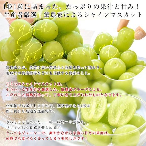 佐賀県より産地直送 JAさが みどり地区 篤農家グループのシャインマスカット 1房 約550g 化粧箱 送料無料  from九州 ぶどう 葡萄 マスカット04