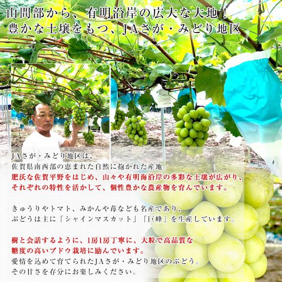 佐賀県より産地直送 JAさが みどり地区 篤農家グループのシャインマスカット 1房 約550g 化粧箱 送料無料  from九州 ぶどう 葡萄 マスカット06