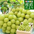 佐賀県より産地直送 JAさが みどり地区 篤農家グループのシャインマスカット 合計約2キロ(3房入り) 送料無料  from九州 ぶどう 葡萄 マスカット