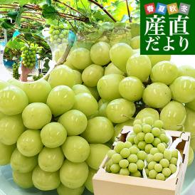 佐賀県より産地直送 JAさが みどり地区 篤農家グループのシャインマスカット 合計約2キロ(3房入り) 送料無料  from九州 ぶどう 葡萄 マスカット
