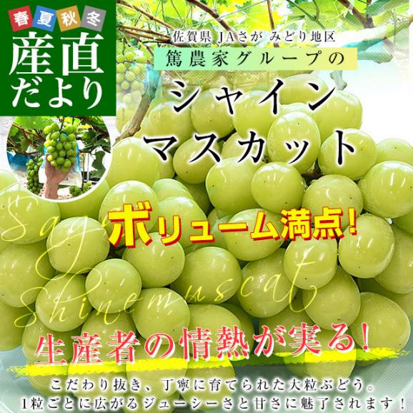 佐賀県より産地直送 JAさが みどり地区 篤農家グループのシャインマスカット 合計約2キロ(3房入り) 送料無料  from九州 ぶどう 葡萄 マスカット02