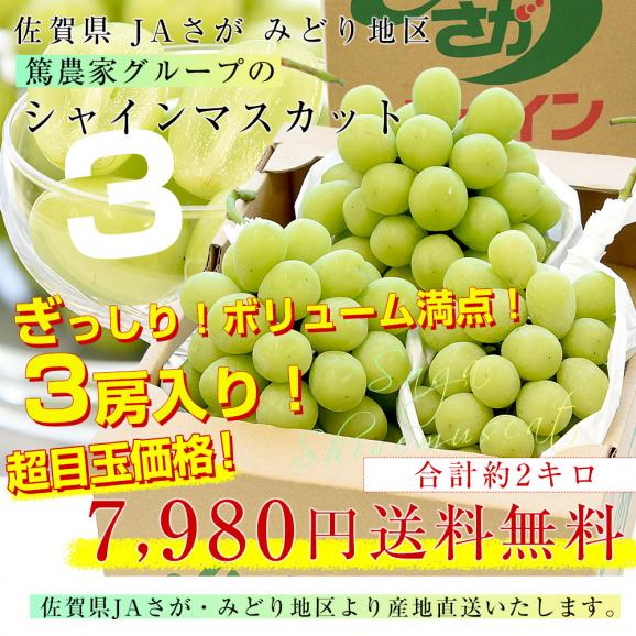佐賀県より産地直送 JAさが みどり地区 篤農家グループのシャインマスカット 合計約2キロ(3房入り) 送料無料  from九州 ぶどう 葡萄 マスカット03