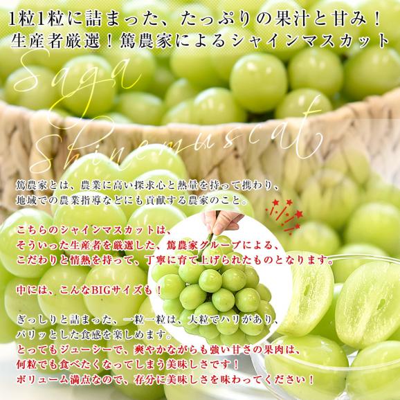 佐賀県より産地直送 JAさが みどり地区 篤農家グループのシャインマスカット 合計約2キロ(3房入り) 送料無料  from九州 ぶどう 葡萄 マスカット04