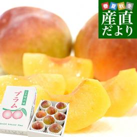 山形県から産地直送 JAてんどう 秋姫 秀品 約1.2キロ (8玉から12玉) 送料無料 あきひめ プラム ぷらむ すもも スモモ