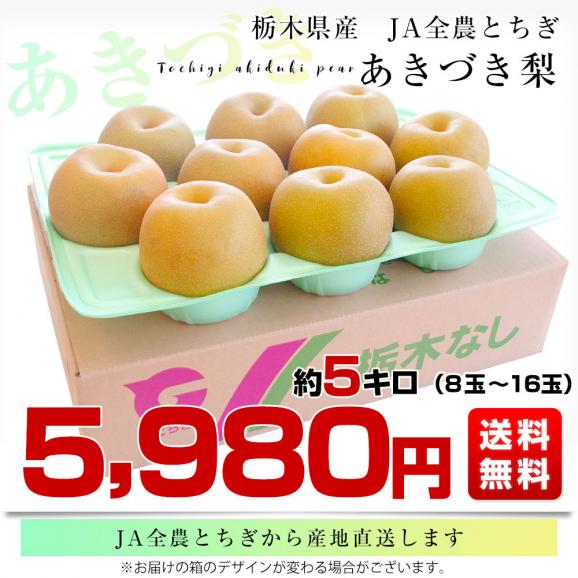 栃木県より産地直送 JA全農とちぎ あきづき梨 優品以上 約5キロ (8玉から16玉) なし ナシ　送料無料03