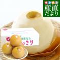 栃木県より産地直送 JA全農とちぎ にっこり梨 大玉 5キロ (4玉から6玉)送料無料 優品以上 なし 梨 ナシ