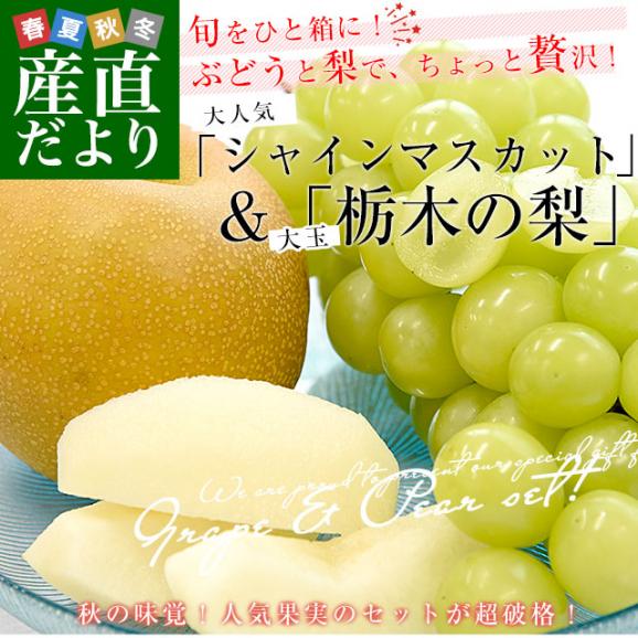 山梨又は長野産シャインマスカット1房(約500g)＆栃木産大玉梨2玉(合計約700g)　送料無料　豊水梨　あきづき梨　ぶどう　なし02