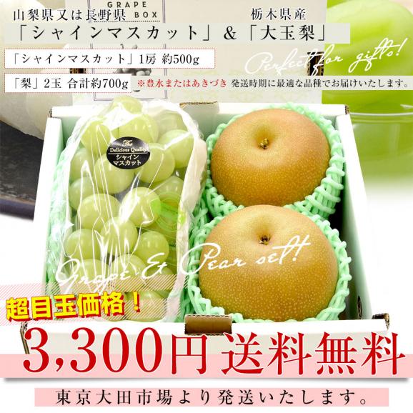 山梨又は長野産シャインマスカット1房(約500g)＆栃木産大玉梨2玉(合計約700g)　送料無料　豊水梨　あきづき梨　ぶどう　なし03