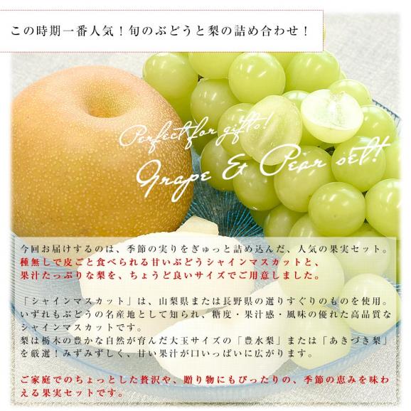 山梨又は長野産シャインマスカット1房(約500g)＆栃木産大玉梨2玉(合計約700g)　送料無料　豊水梨　あきづき梨　ぶどう　なし04