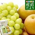 大房シャインマスカット1房(約600g)＆大玉梨2玉(合計約700g)　送料無料　豊水梨　あきづき梨　ぶどう　なし