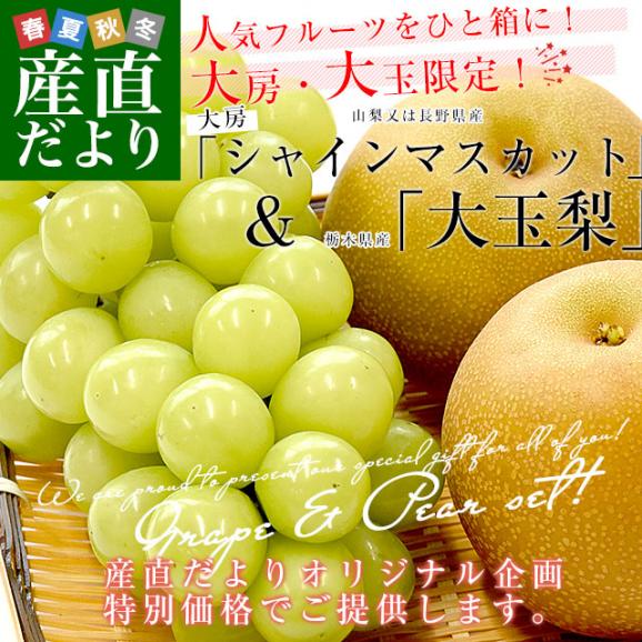 大房シャインマスカット1房(約600g)＆大玉梨2玉(合計約700g)　送料無料　豊水梨　あきづき梨　ぶどう　なし02