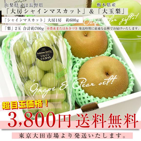 大房シャインマスカット1房(約600g)＆大玉梨2玉(合計約700g)　送料無料　豊水梨　あきづき梨　ぶどう　なし03