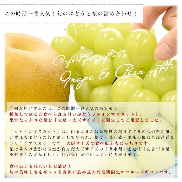 大房シャインマスカット1房(約600g)＆大玉梨2玉(合計約700g)　送料無料　豊水梨　あきづき梨　ぶどう　なし04
