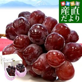 山梨県産 JAフルーツ山梨 富士の輝 約1.1キロ(2房) 送料無料 種無しぶどう 赤ブドウ ふじのかがやき