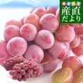 山梨県産 JAフルーツ山梨 塩山支所 クイーンニーナ 約900g（2房入り）送料無料　赤ぶどう 葡萄 種なしぶどう クール便 市場発送