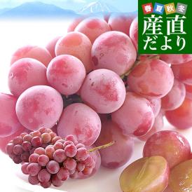 山梨県産 JAフルーツ山梨 塩山支所 クイーンニーナ 約900g（2房入り）送料無料　赤ぶどう 葡萄 種なしぶどう クール便 市場発送
