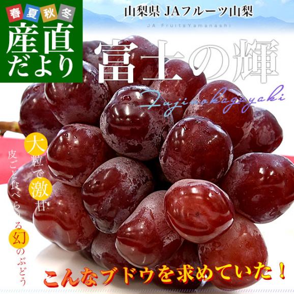 山梨県産 JAフルーツ山梨 富士の輝 約1.1キロ(2房) 送料無料 種無しぶどう 赤ブドウ ふじのかがやき02
