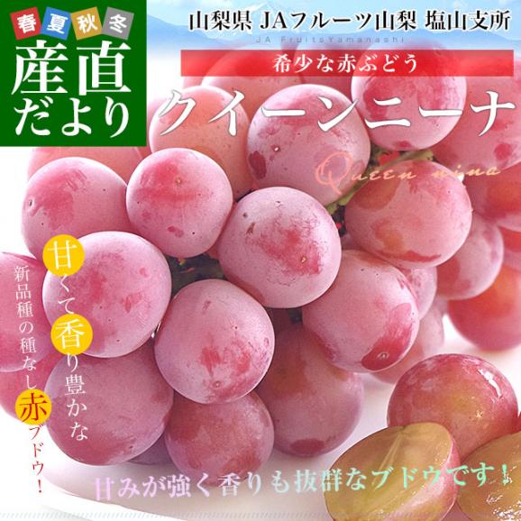 山梨県産 JAフルーツ山梨 塩山支所 クイーンニーナ 約900g（2房入り）送料無料　赤ぶどう 葡萄 種なしぶどう クール便 市場発送02