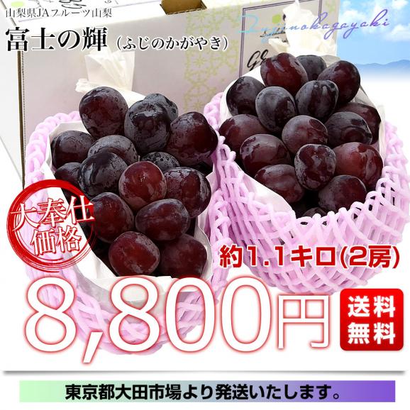山梨県産 JAフルーツ山梨 富士の輝 約1.1キロ(2房) 送料無料 種無しぶどう 赤ブドウ ふじのかがやき03