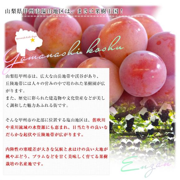 山梨県産 JAフルーツ山梨 塩山支所 クイーンニーナ 約900g（2房入り）送料無料　赤ぶどう 葡萄 種なしぶどう クール便 市場発送05