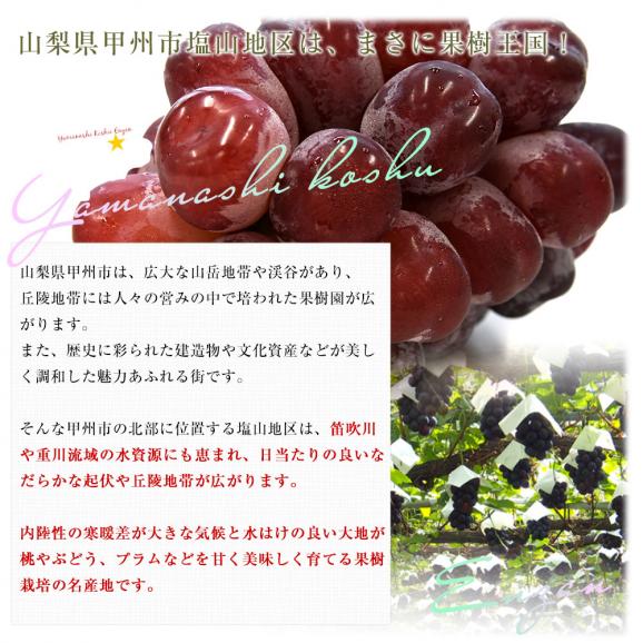 山梨県産 JAフルーツ山梨 富士の輝 約1.1キロ(2房) 送料無料 種無しぶどう 赤ブドウ ふじのかがやき06