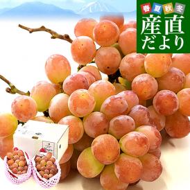 山梨県産 JAフルーツ山梨 サンシャインレッド 約1キロ（2房） 送料無料 種無しぶどう 赤ブドウ　