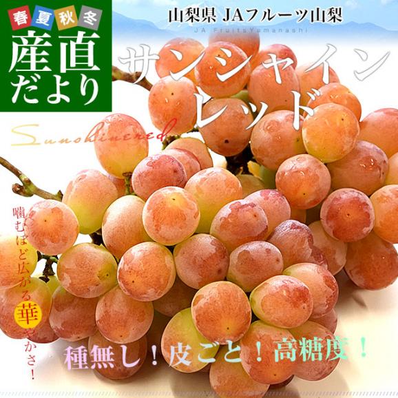 山梨県産 JAフルーツ山梨 サンシャインレッド 約1キロ（2房） 送料無料 種無しぶどう 赤ブドウ　02
