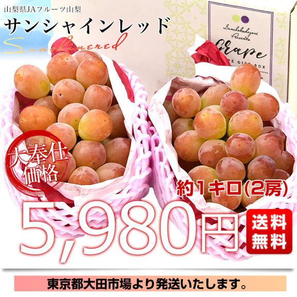 山梨県産 JAフルーツ山梨 サンシャインレッド 約1キロ（2房） 送料無料 種無しぶどう 赤ブドウ　03