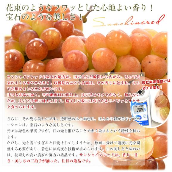 山梨県産 JAフルーツ山梨 サンシャインレッド 約1キロ（2房） 送料無料 種無しぶどう 赤ブドウ　05