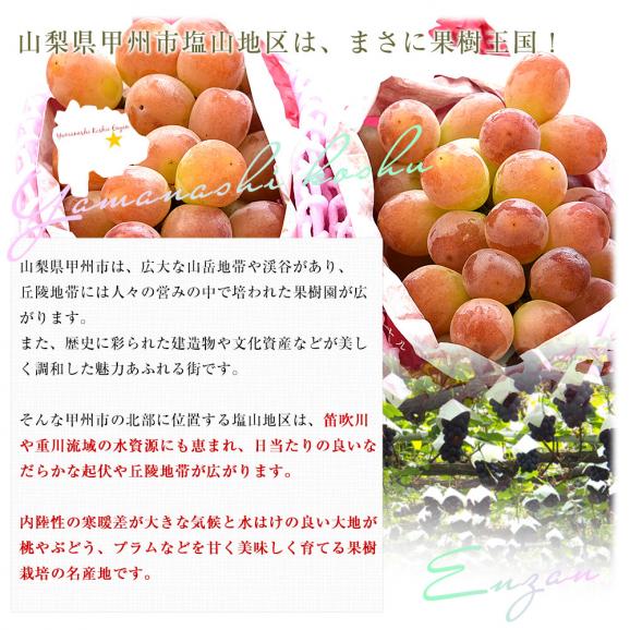 山梨県産 JAフルーツ山梨 サンシャインレッド 約1キロ（2房） 送料無料 種無しぶどう 赤ブドウ　06
