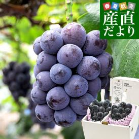 岡山県産 JA晴れの国岡山 びほくエリア ニューピオーネ 約1キロ(2房) 送料無料 ブドウ 葡萄 種なしぶどう ※クール便