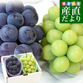 旬のぶどう食べ比べセット 長野県産シャインマスカット＆岡山県産ニューピオーネ 合計約1キロ（各1房）送料無料 ぶどう ブドウ ※クール便