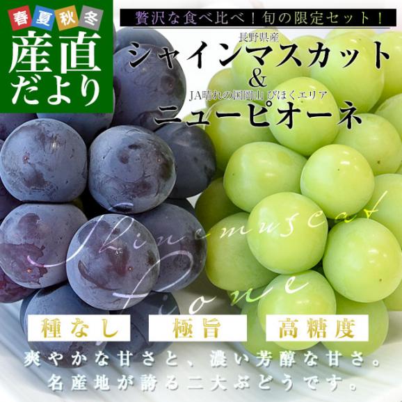 旬のぶどう食べ比べセット 長野県産シャインマスカット＆岡山県産ニューピオーネ 合計約1キロ（各1房）送料無料 ぶどう ブドウ ※クール便02