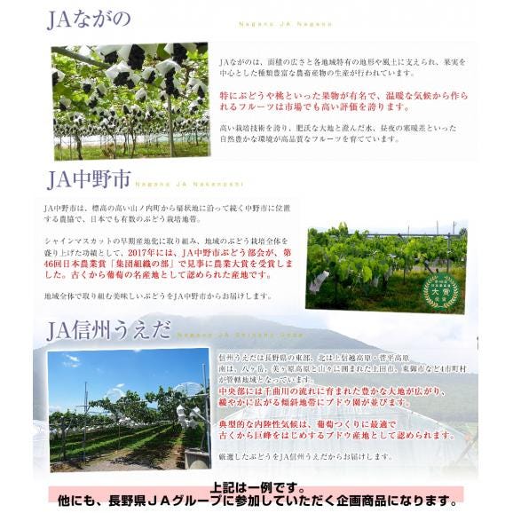 旬のぶどう食べ比べセット 長野県産シャインマスカット＆岡山県産ニューピオーネ 合計約1キロ（各1房）送料無料 ぶどう ブドウ ※クール便05