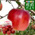 岩手県から産地直送 JAいわて中央 樹上完熟りんご「紅玉」等級：特以上 約2.5キロ（10玉から12玉）送料無料 りんご 林檎 リンゴ こうぎょく