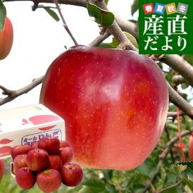 岩手県から産地直送 JAいわて中央 樹上完熟りんご「紅玉」等級：特以上 約2.5キロ（10玉から12玉）送料無料 りんご 林檎 リンゴ こうぎょく